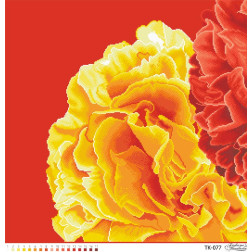 Схема картини Розкішні жовто-червоні півонії для вишивки бісером на габардині (ТК077пн5858)